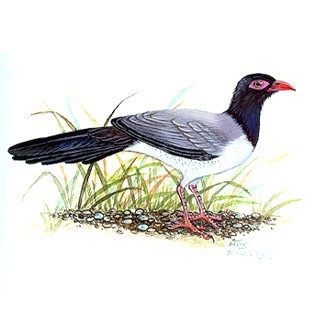 Coral-billed Ground-Cuckoo (Carpococcyx renauldi)