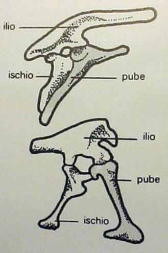 Ischium and pubis of dinosaurs