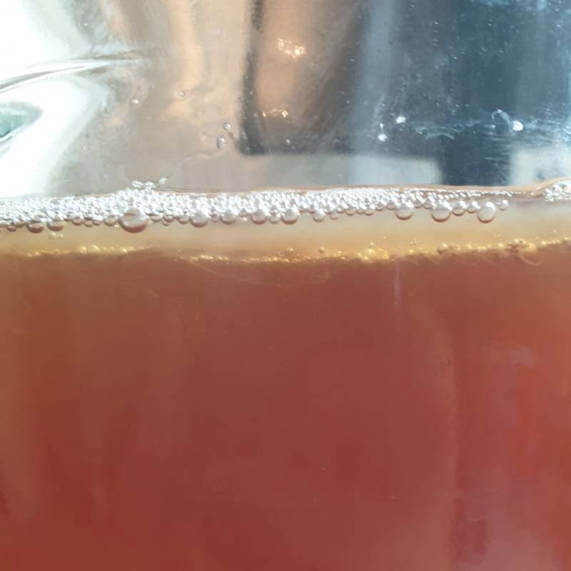 2020.06.19 h.13 my scoby's thickness of the new layer 