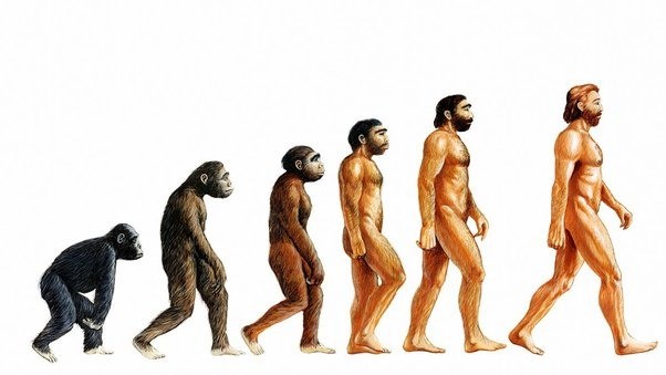 Man's evolution according to the Charles Darwin's Theory of Evolution
