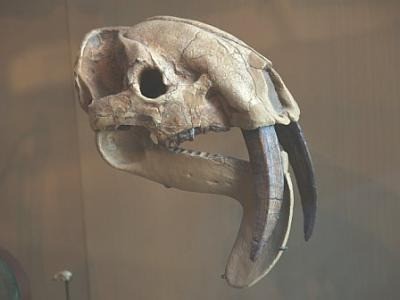 skull of thylacosmilus
