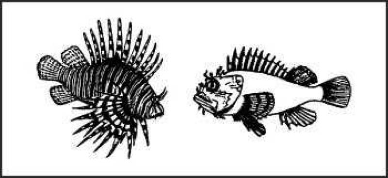 /* Scorpion fish or zebra fish */ /_ Scorpaenidae _/ species