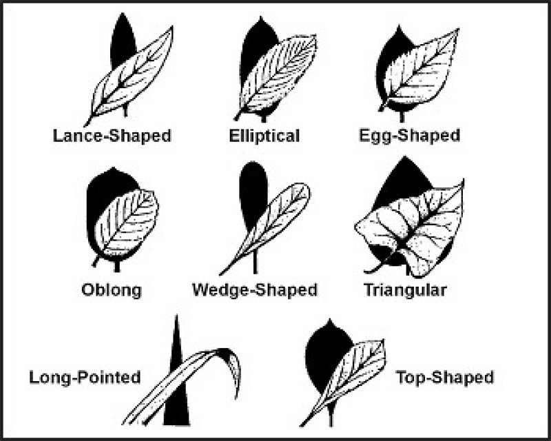 /* Figure 9-2. Leaf Shapes */