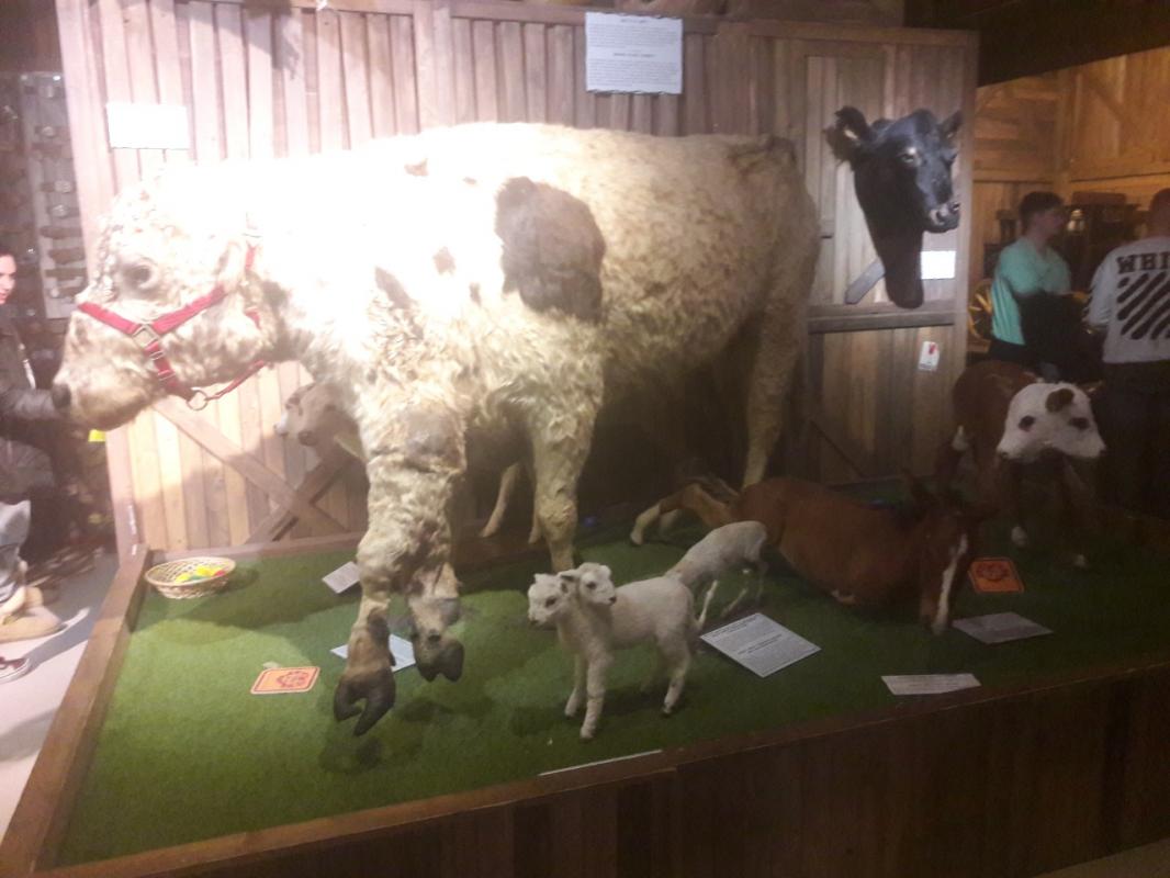 Poor animals born with deformations, as seen at the believe it or not museum .