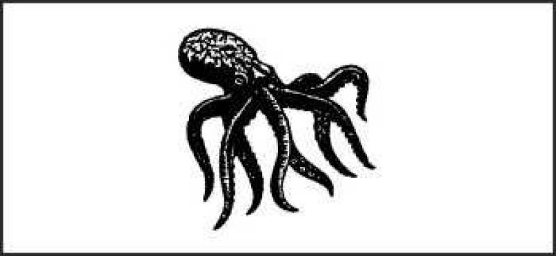 /* Blue-ringed octopus */ /_ Hapalochlaena _/ species