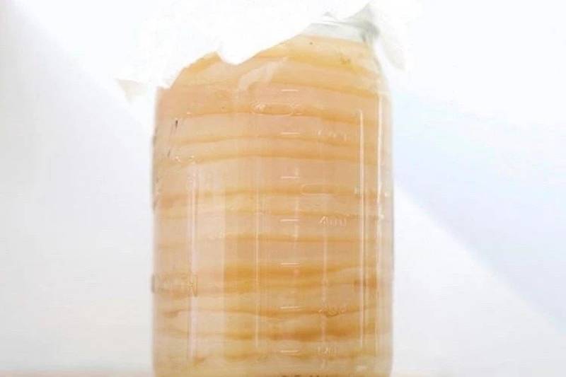 Storing your Kombucha SCOBY Cultures
