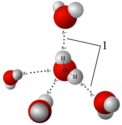 hydrogen bond in the water molecule