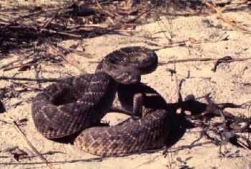 /* Western diamondback rattlesnake */ /_ Crotalus atrox _/