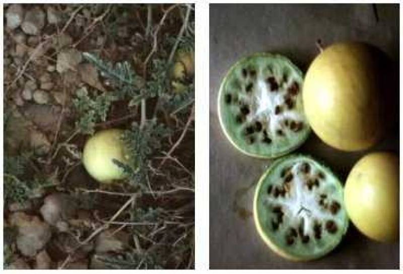 /* Wild desert gourd or colocynth */ /_ Citrullus colocynthis _/