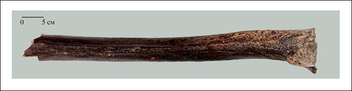 45,000-year-old human bone found in 2008 in Ust-Ishim.