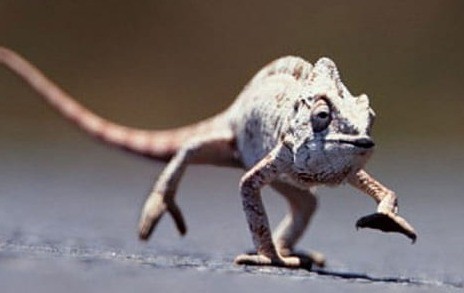 A modern Chameleon. Note how the legs stick out from the body.