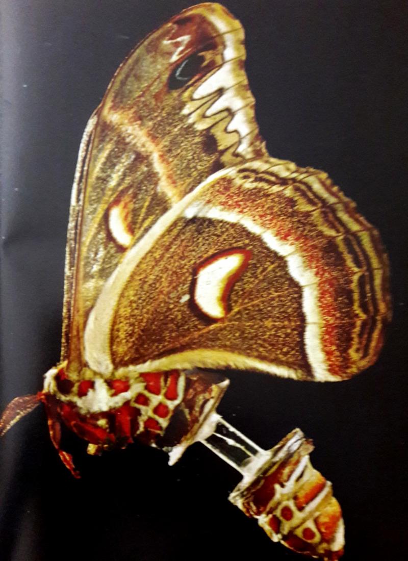 Carroll Williams: experiments on the metamorphosis of butterflies
