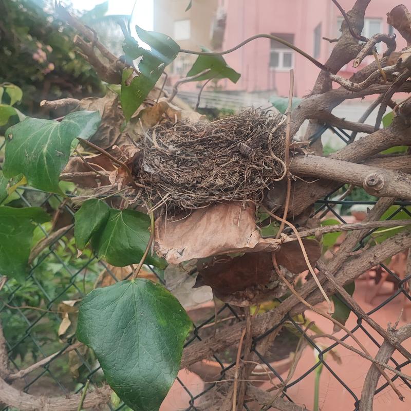 Birds nest in the Cagliari's garden