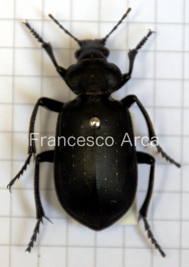 Sardinian Insects: Calosoma maderae