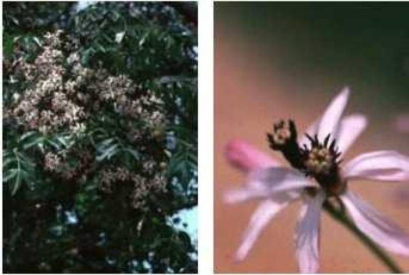 /* Chinaberry */ /_ Melia azedarach _/ <br>Mahogany ( /_ Meliaceae _/ ) Family