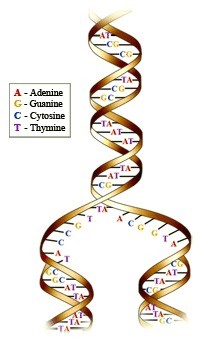 Diagram - duplicate DNA molecule