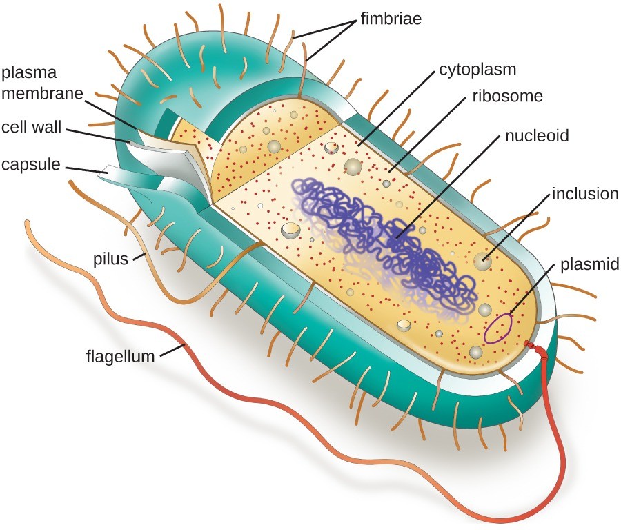 prokaryotic single-cell