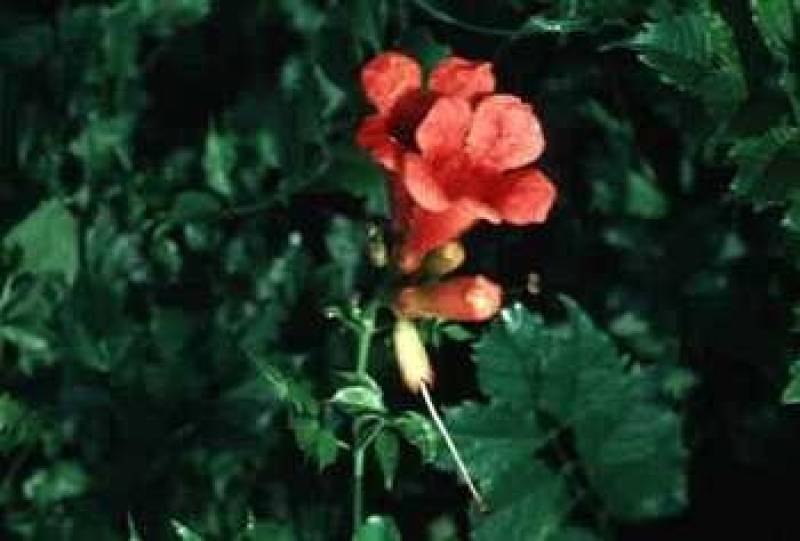 /* Trumpet vine or trumpet creeper */ /_ Campsis radicans _/ <br>Trumpet creeper ( /_ Bignoniaceae _